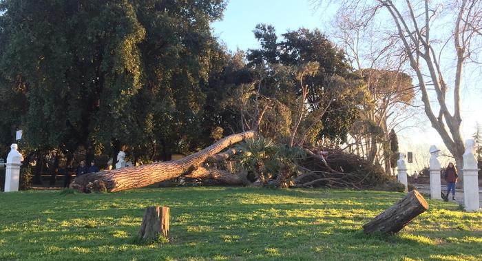 Raggi, parte tavolo per piano alberi